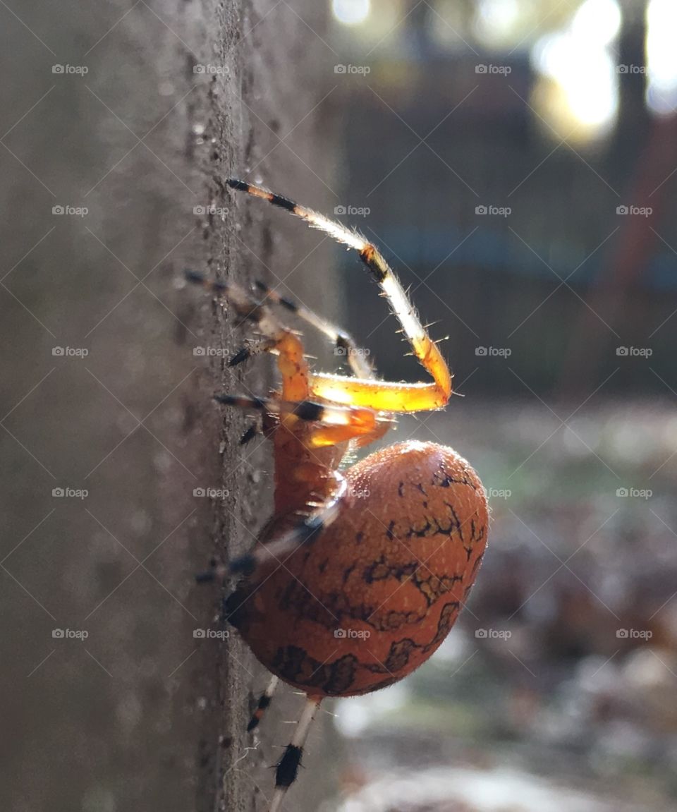 Pregnant Marbled Orbweaver 