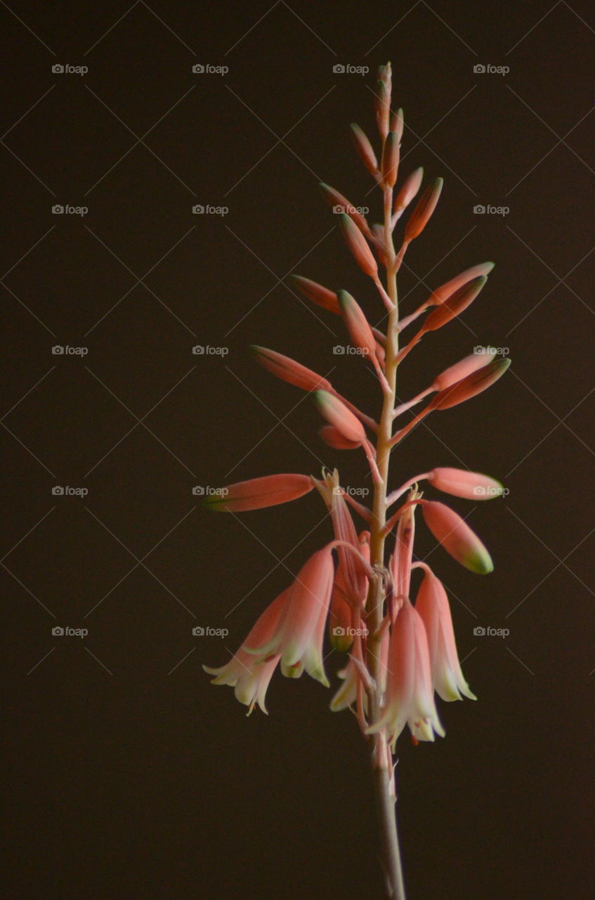 Macro photo of a stalk of blooms on an echeveria succulent 