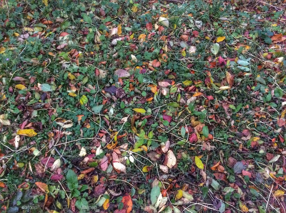 Bed of leaves 