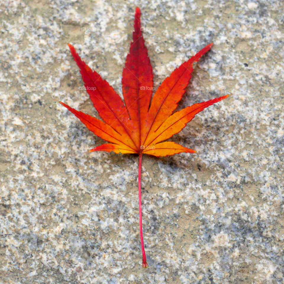 Japanese maple leaf