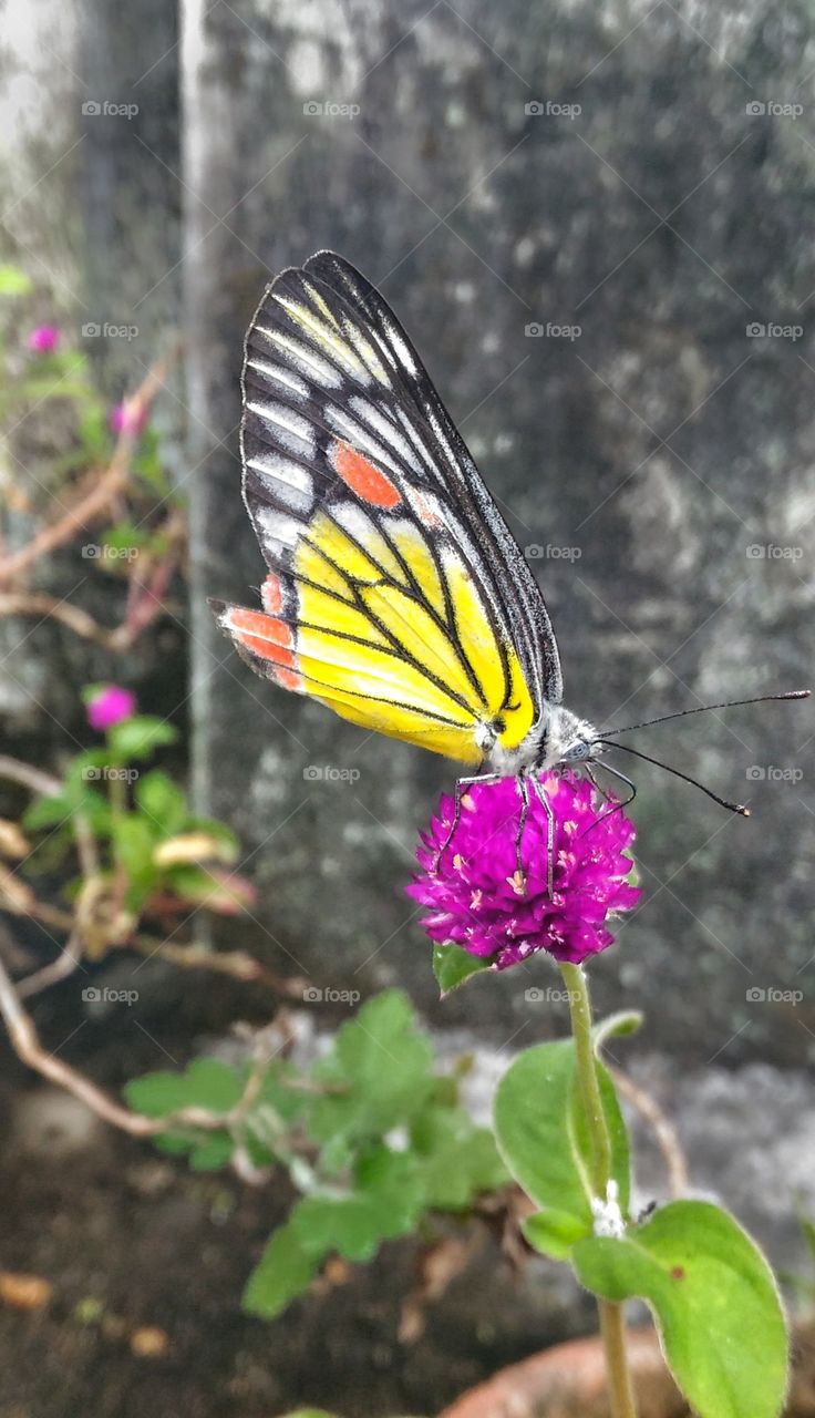 Butterfly in summer