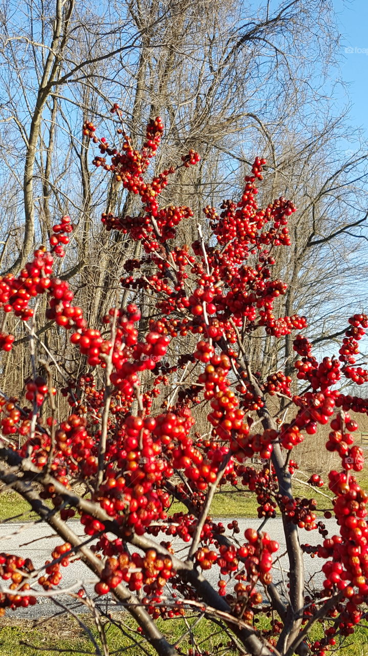 early signs of spring