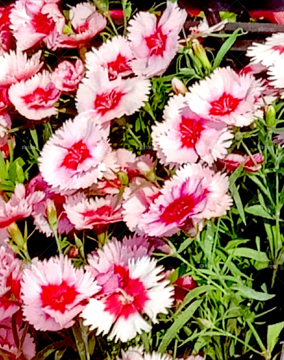 Flower, Nature, Flora, Floral, Summer