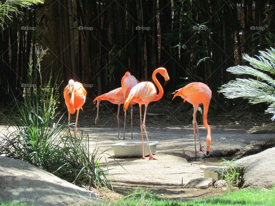 Flamingo Pond