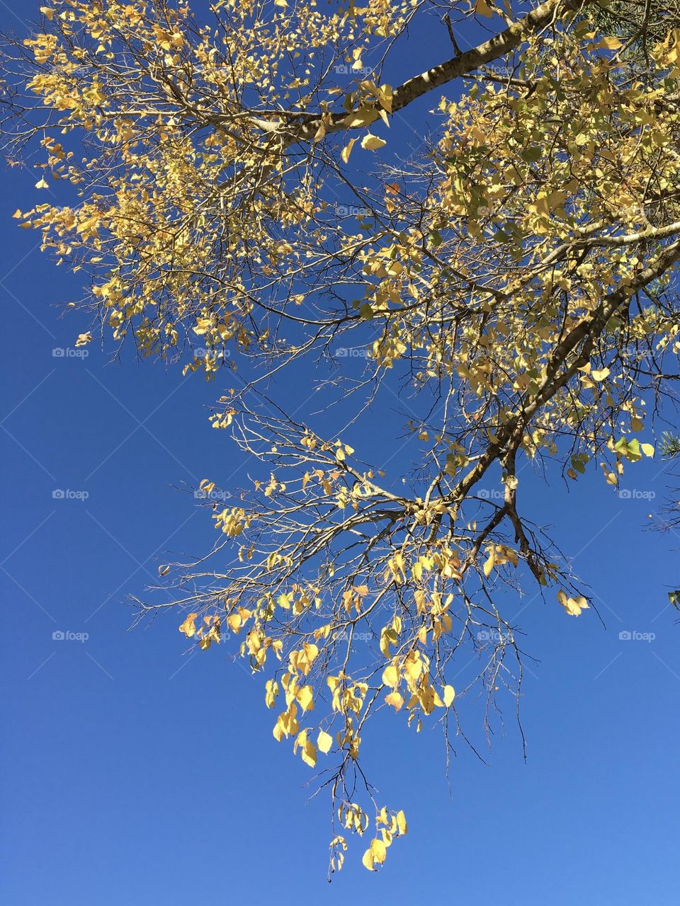 Golden leaves on great blue sky