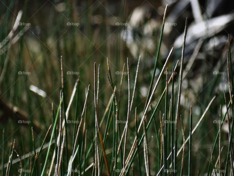 Lakeside grasses