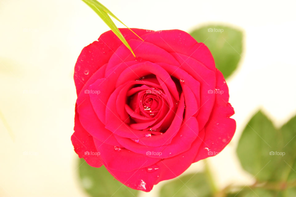 Red rose, Rose flower closeup