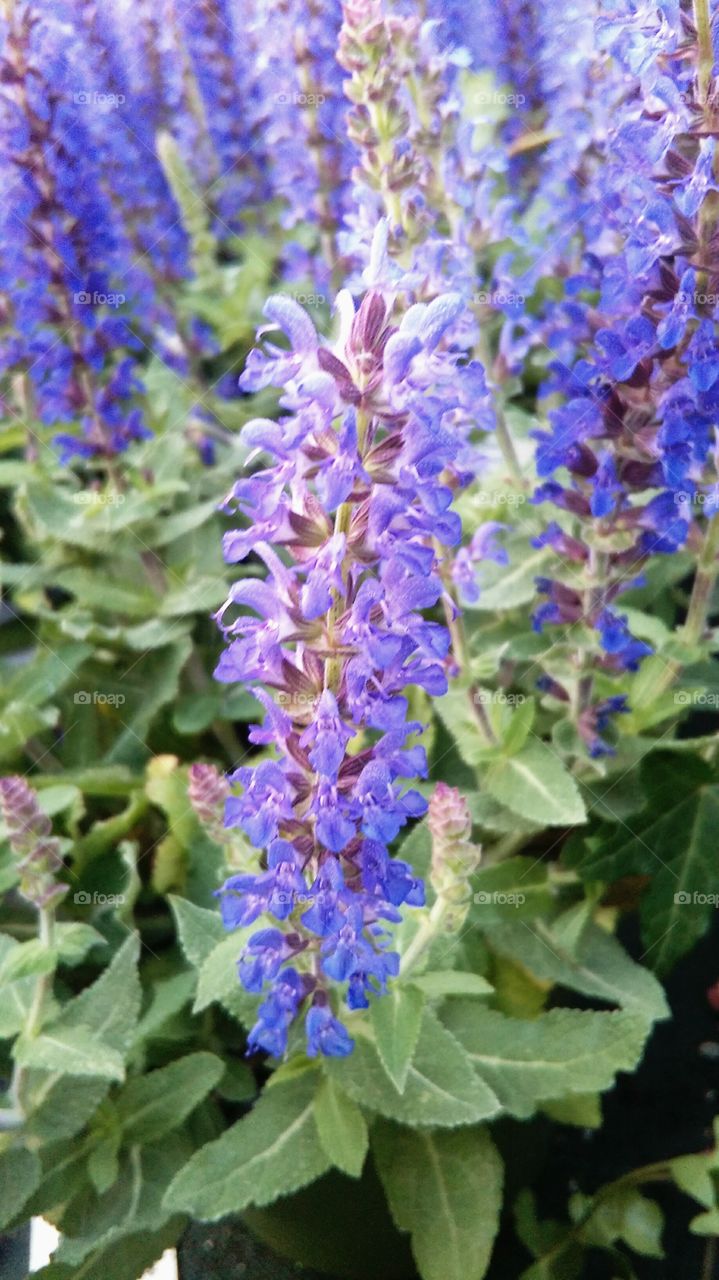 blues flower