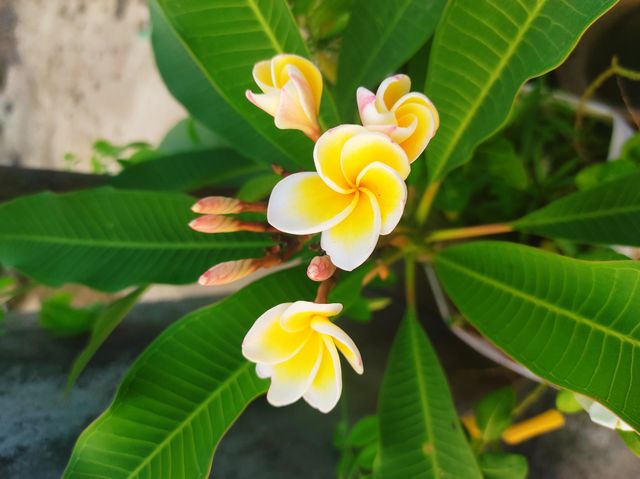 outdoor plumeria alba plant.. it's a beautiful yellow and white coloured flower