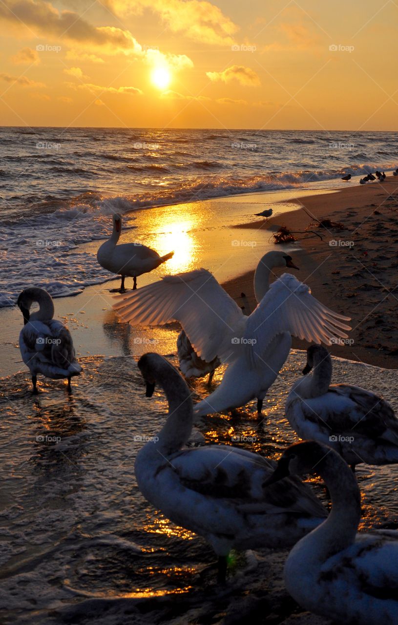 Swans at beach