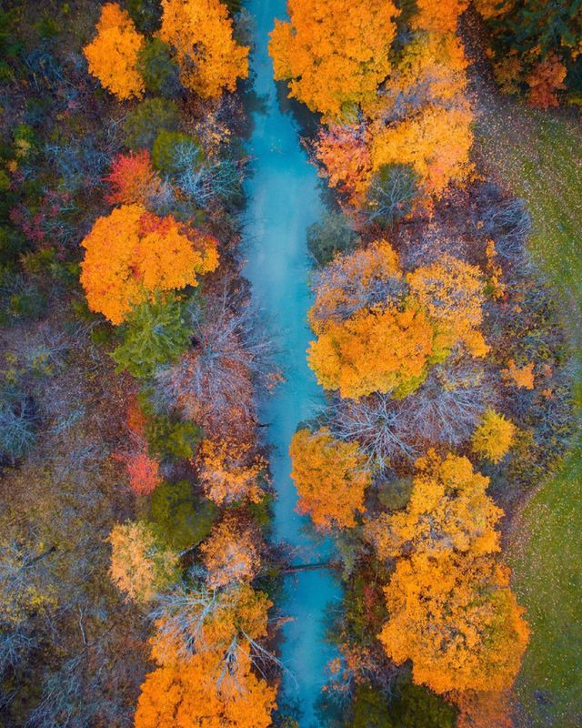 natural color tree
