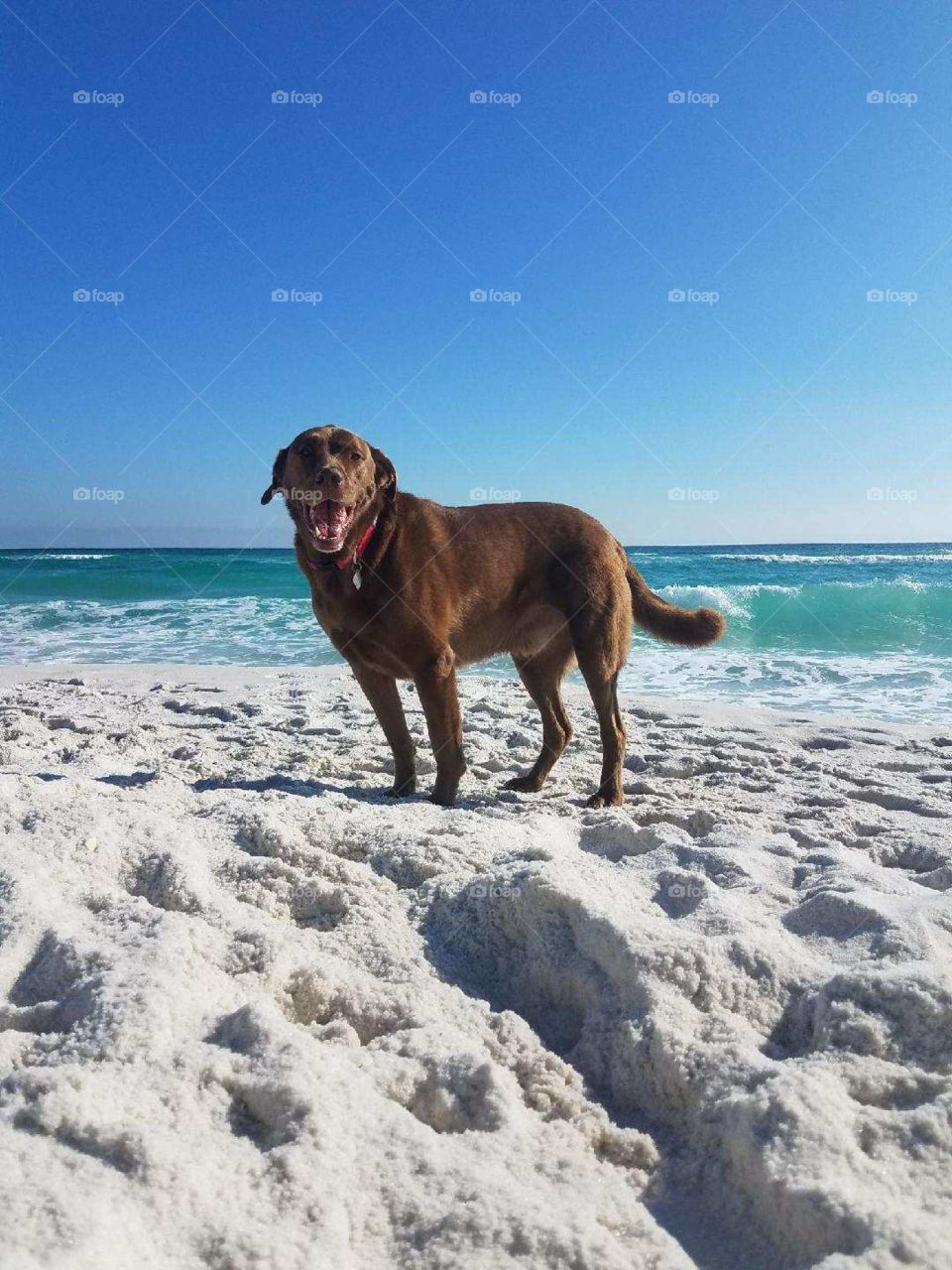 Pensacola dog beach