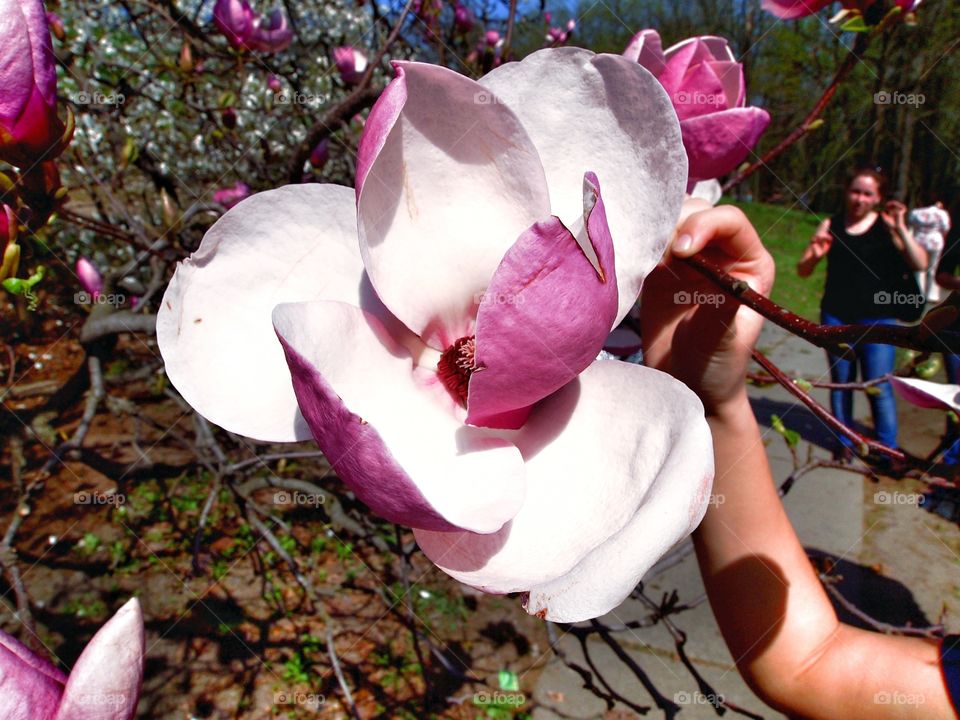 magnolia blossom