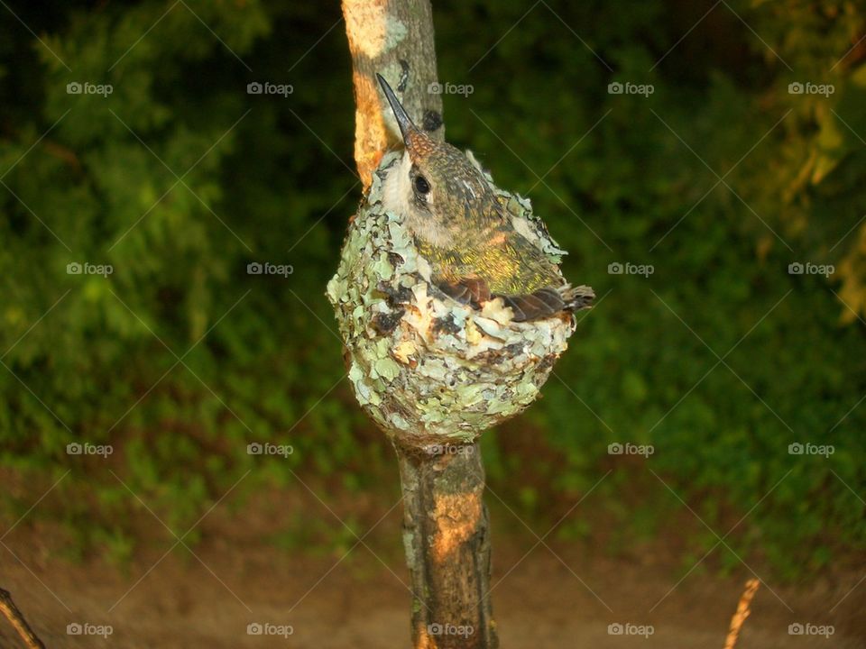 Juvenile humming bird 