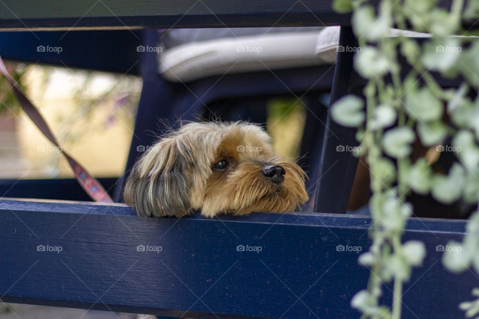 Dog resting his head on a wooden plank looking around