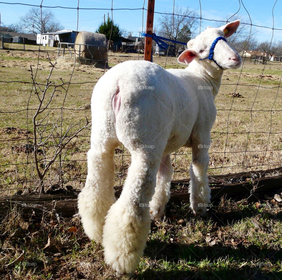 Do you like my thick woolly legs? Sweet, sweet Texas FFA fine wool market lamb. 