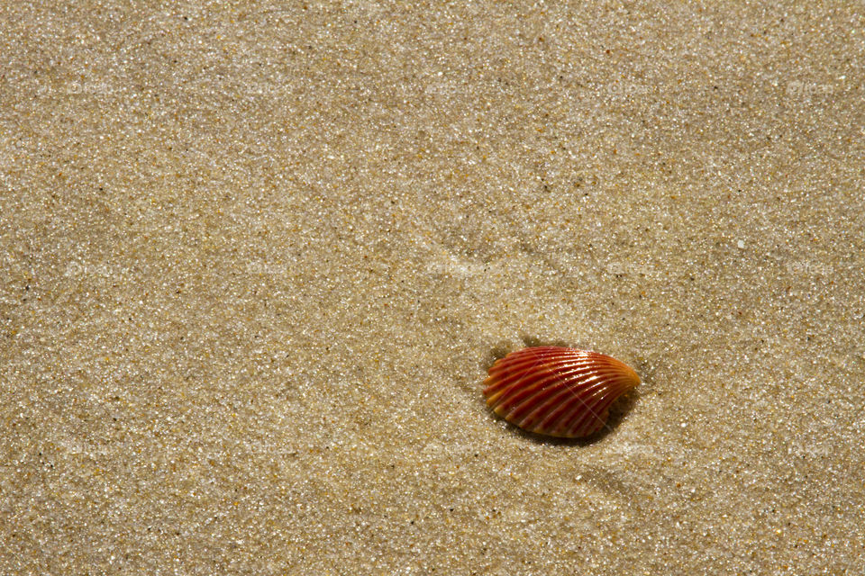 Shells on Smith Point Beach