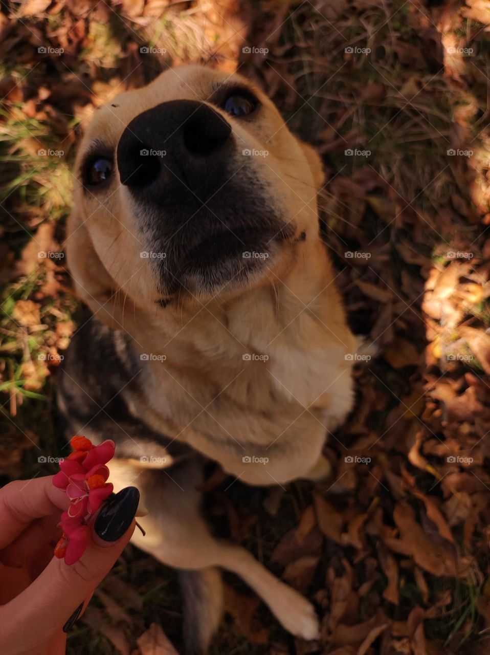 A photo of a cute dog with beautiful fur sniffing a flower outside in the autumn in a bulgarian village