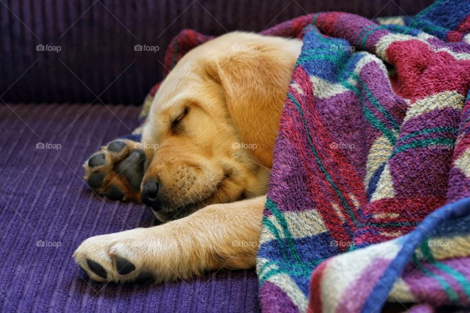 Golden Retriever Puppy Sleeping