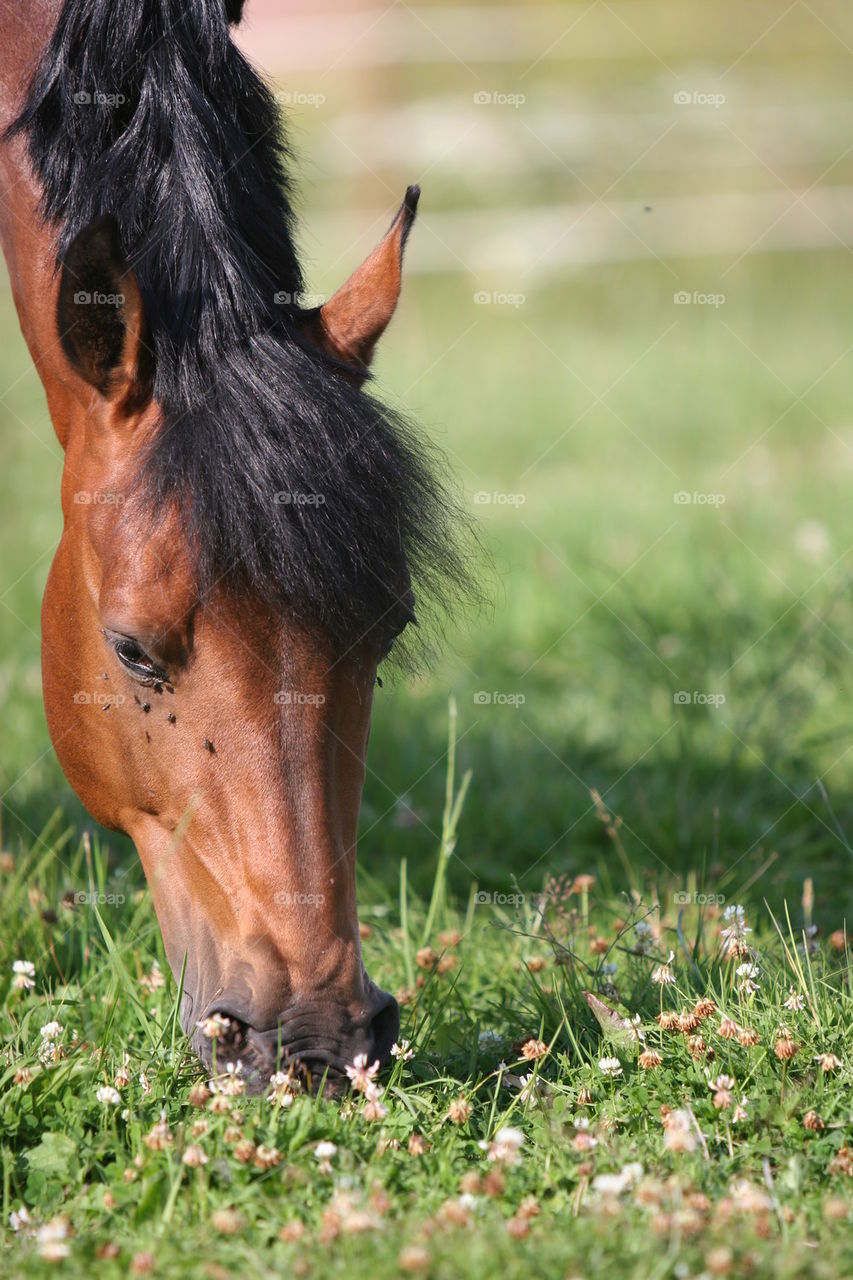 Bay horse grazing on grassy field