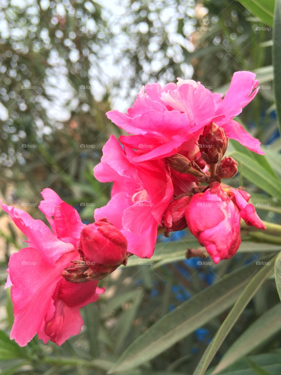 Pink beautiful flower