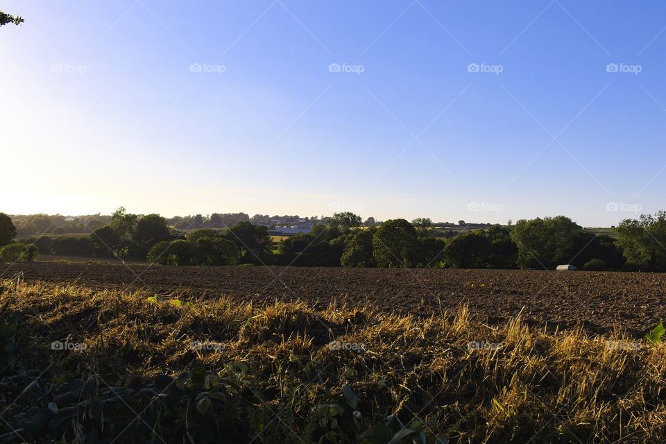 field of wheat and sky