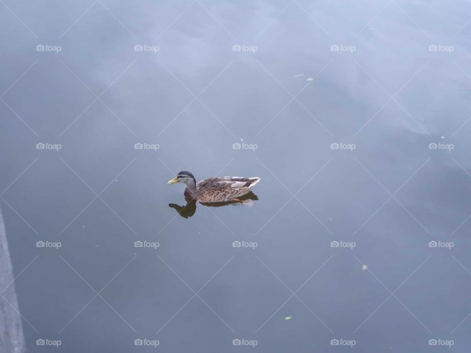 a duck swimming in the water.