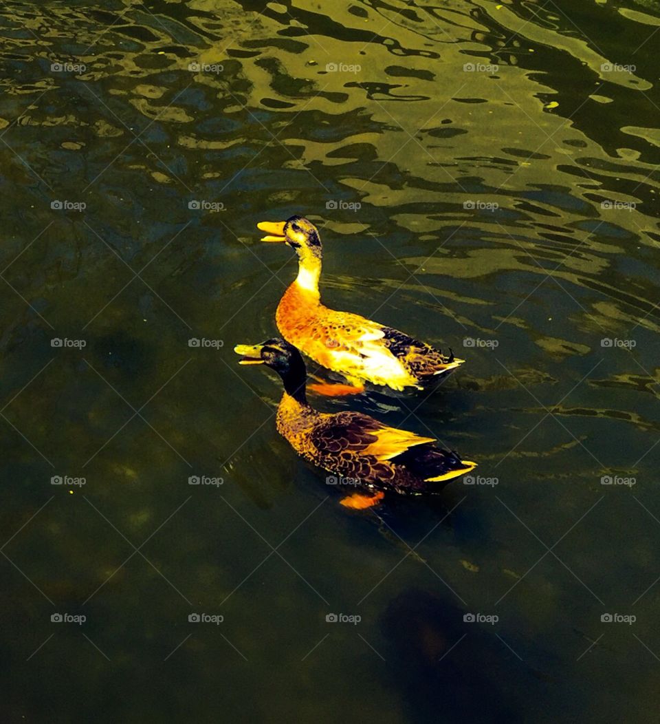 Two of my favorite ducks, with colorful feathers.
Love ducks. Love waters. They are good combinations. Ducks are cute, calm, and peaceful.