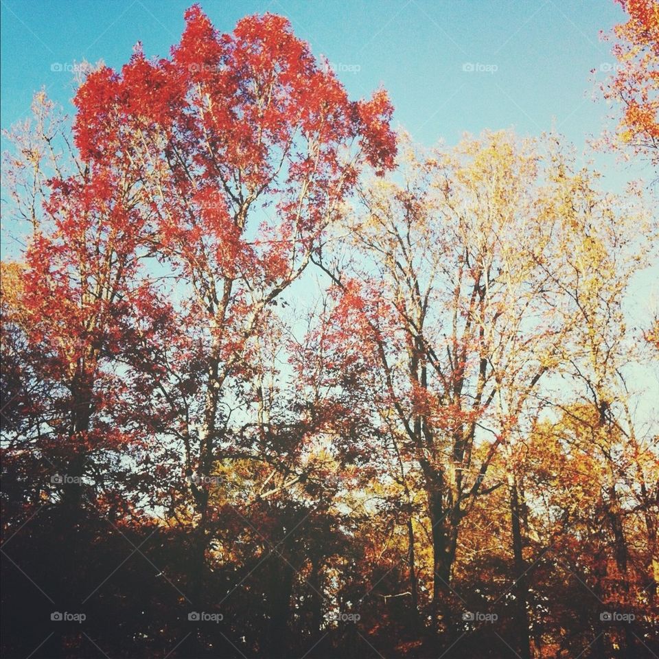 Trees in fall 