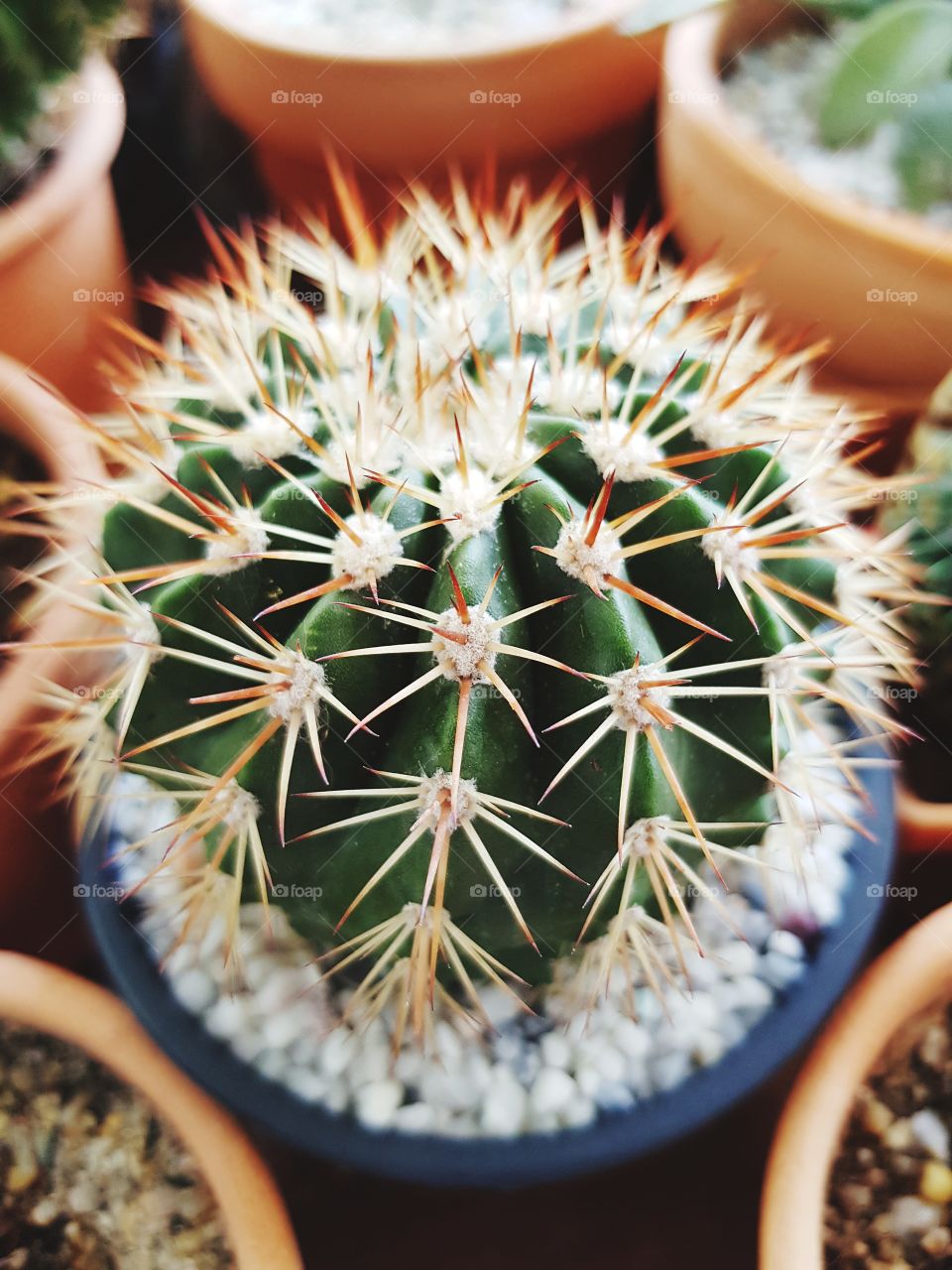 Cactus in pot