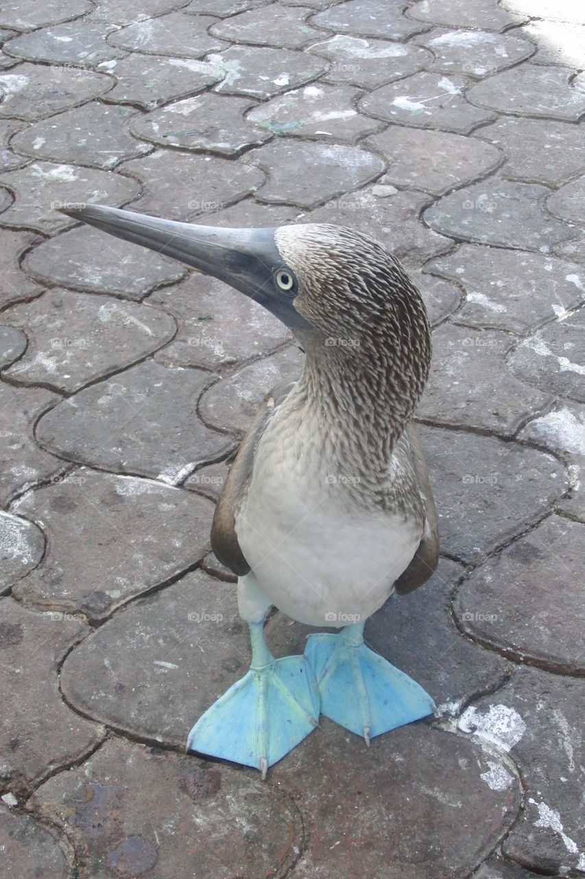 Blue footed boobie