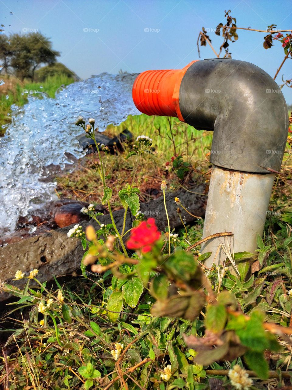 source of water for wheat crop farming