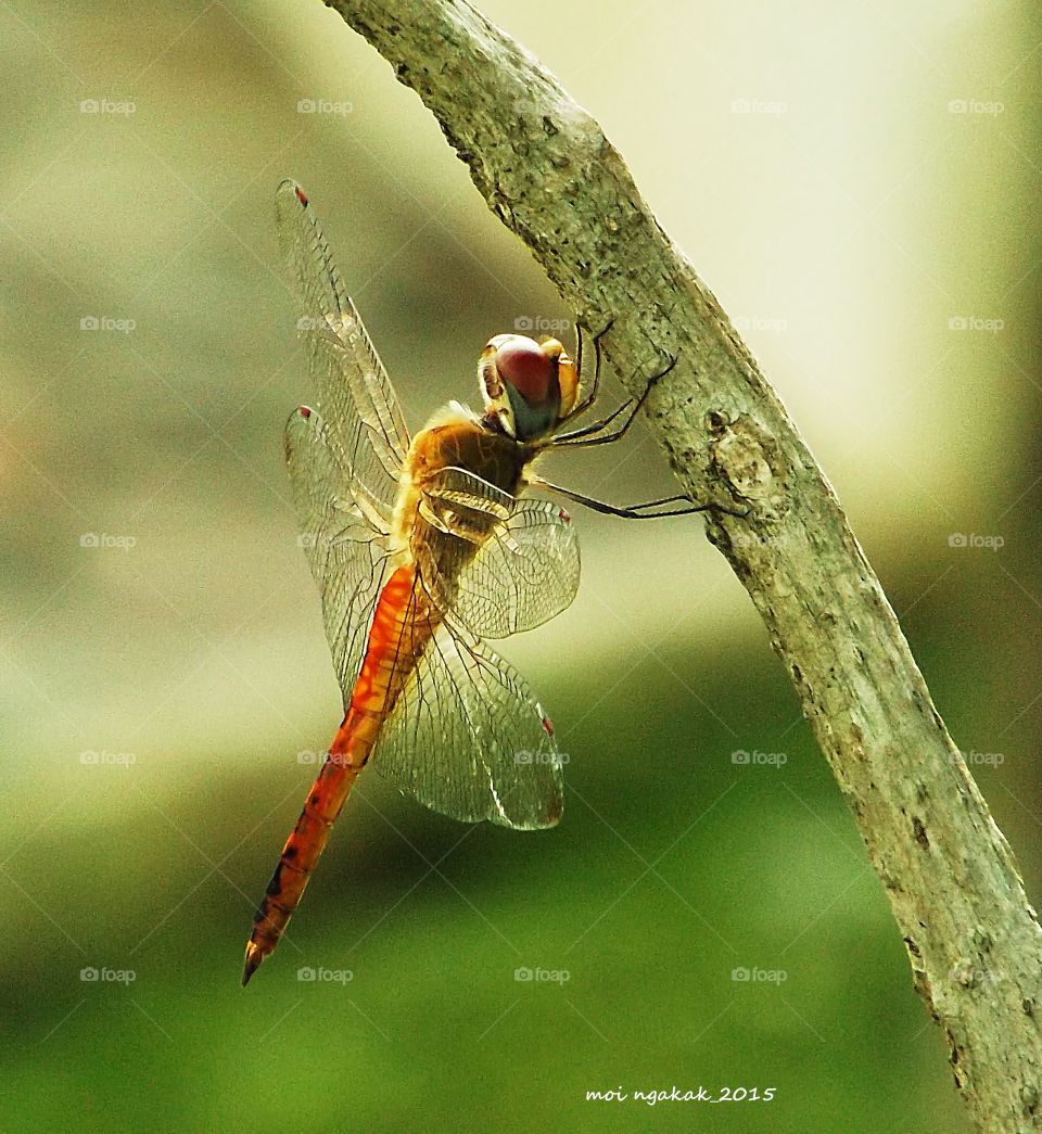 dragonfly. stay for a moment