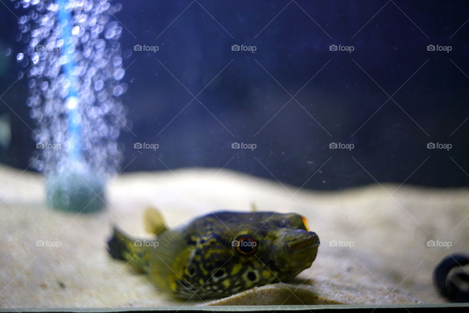 Puffer fish in aquairum