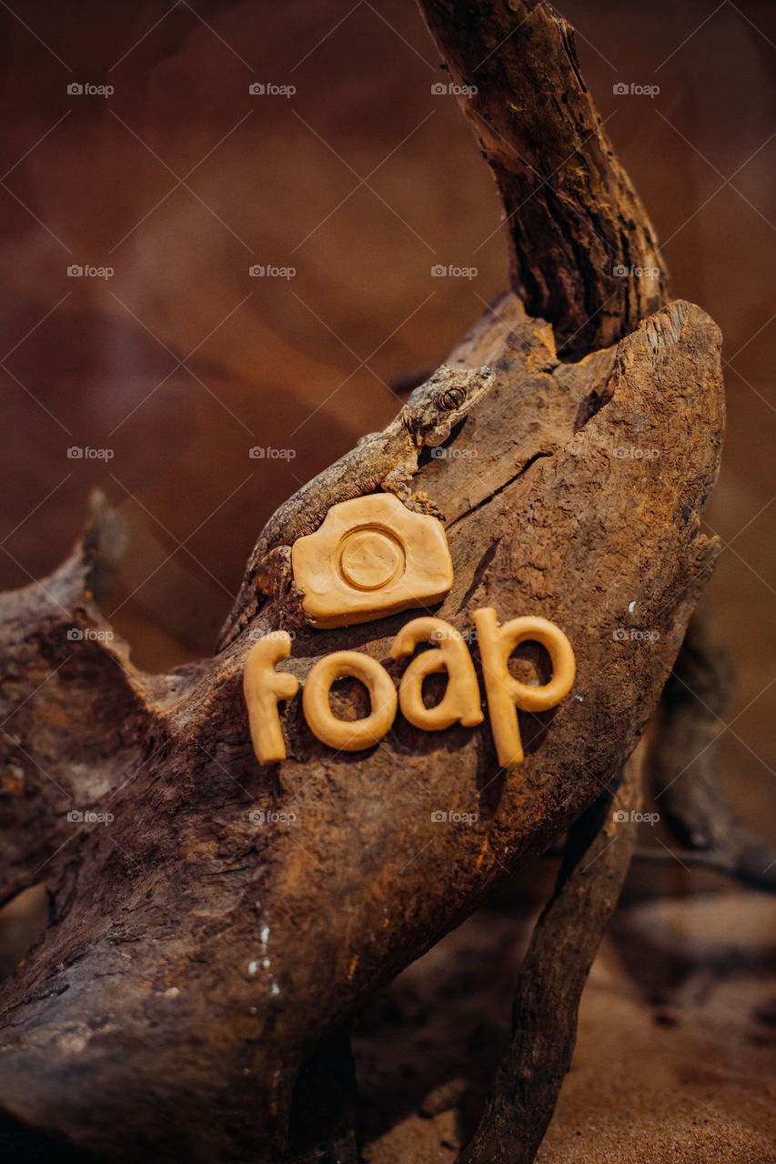 a gecko sits in a tree. foap logo