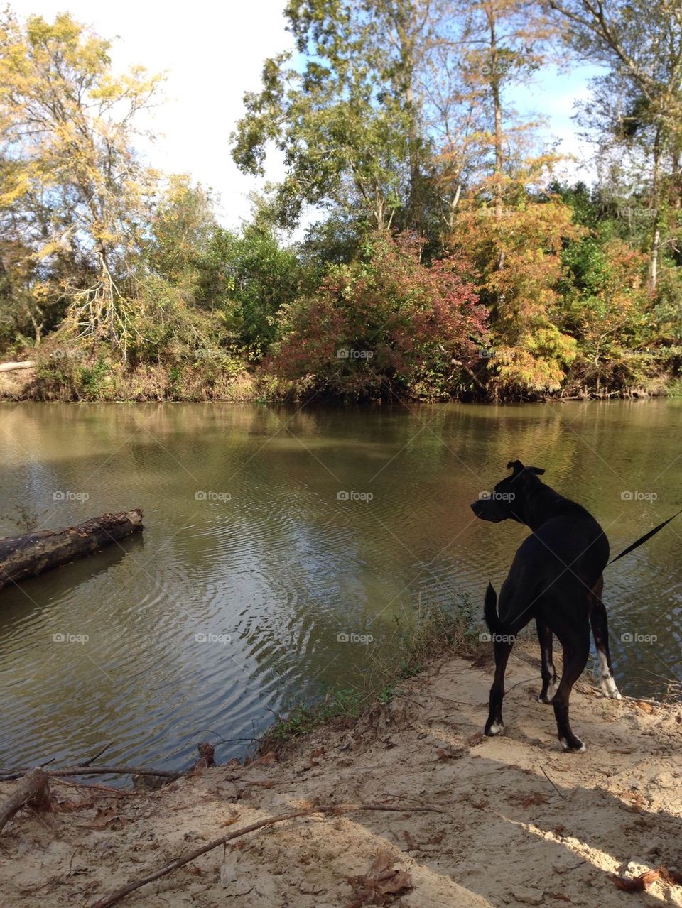 Dog by lake