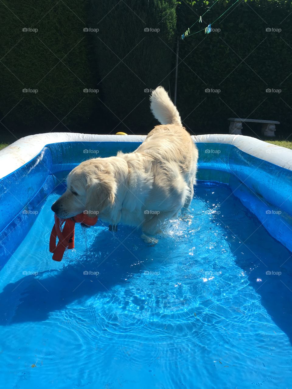 Swimming, Water, No Person, Mammal, One