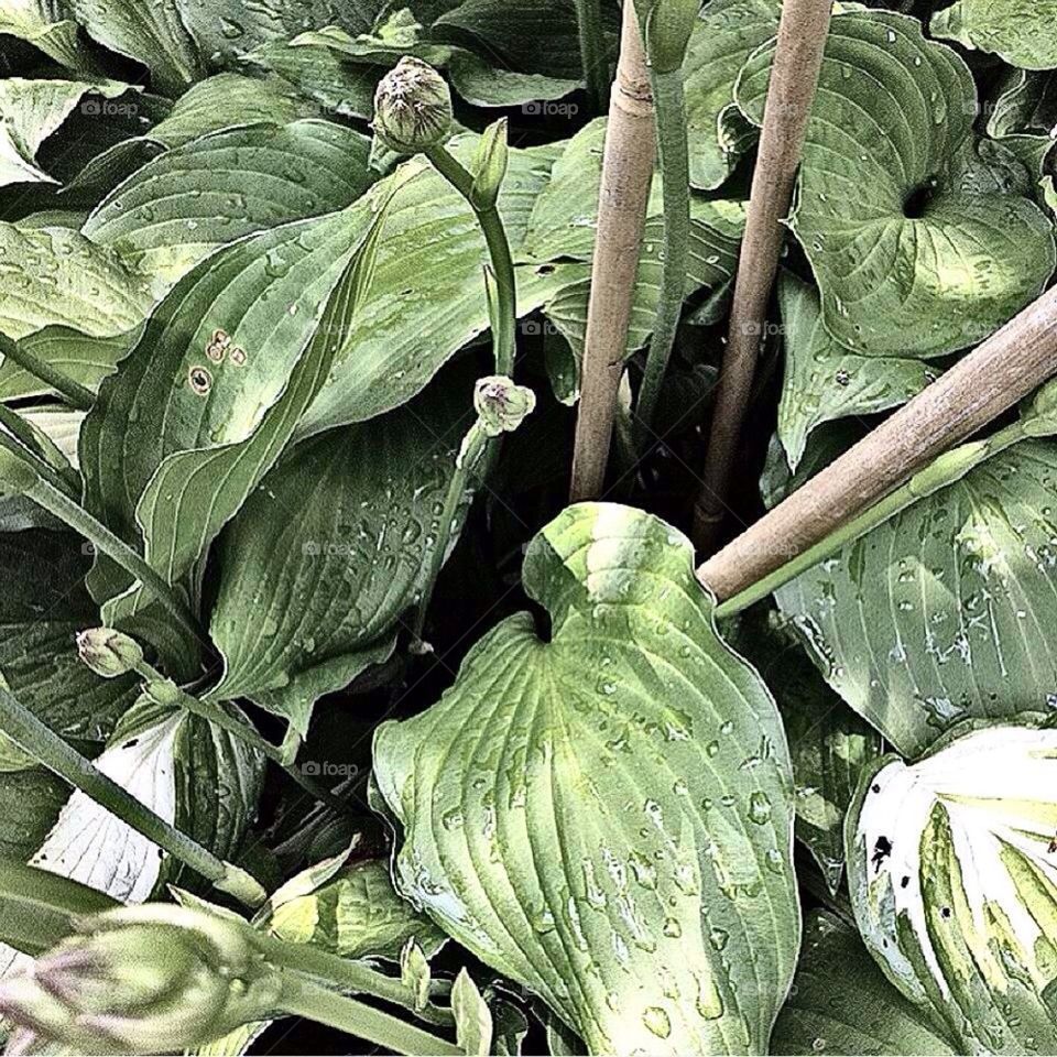 High angle view of wet plant