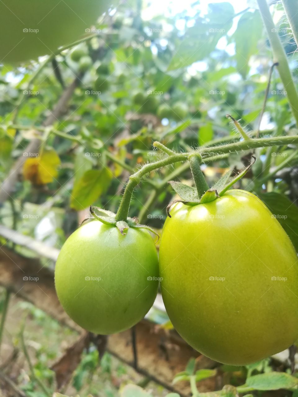 INFRAME: Fresh Tomatoes 🍅
