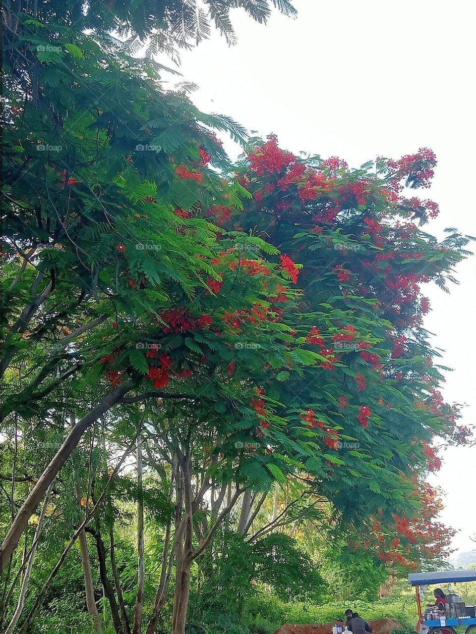 *Ravarma*  Green & red , Amazing tree, Green leafs
