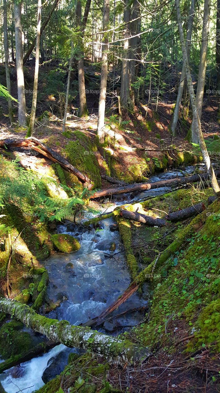 Deep Into The Forest is where my soul belongs.