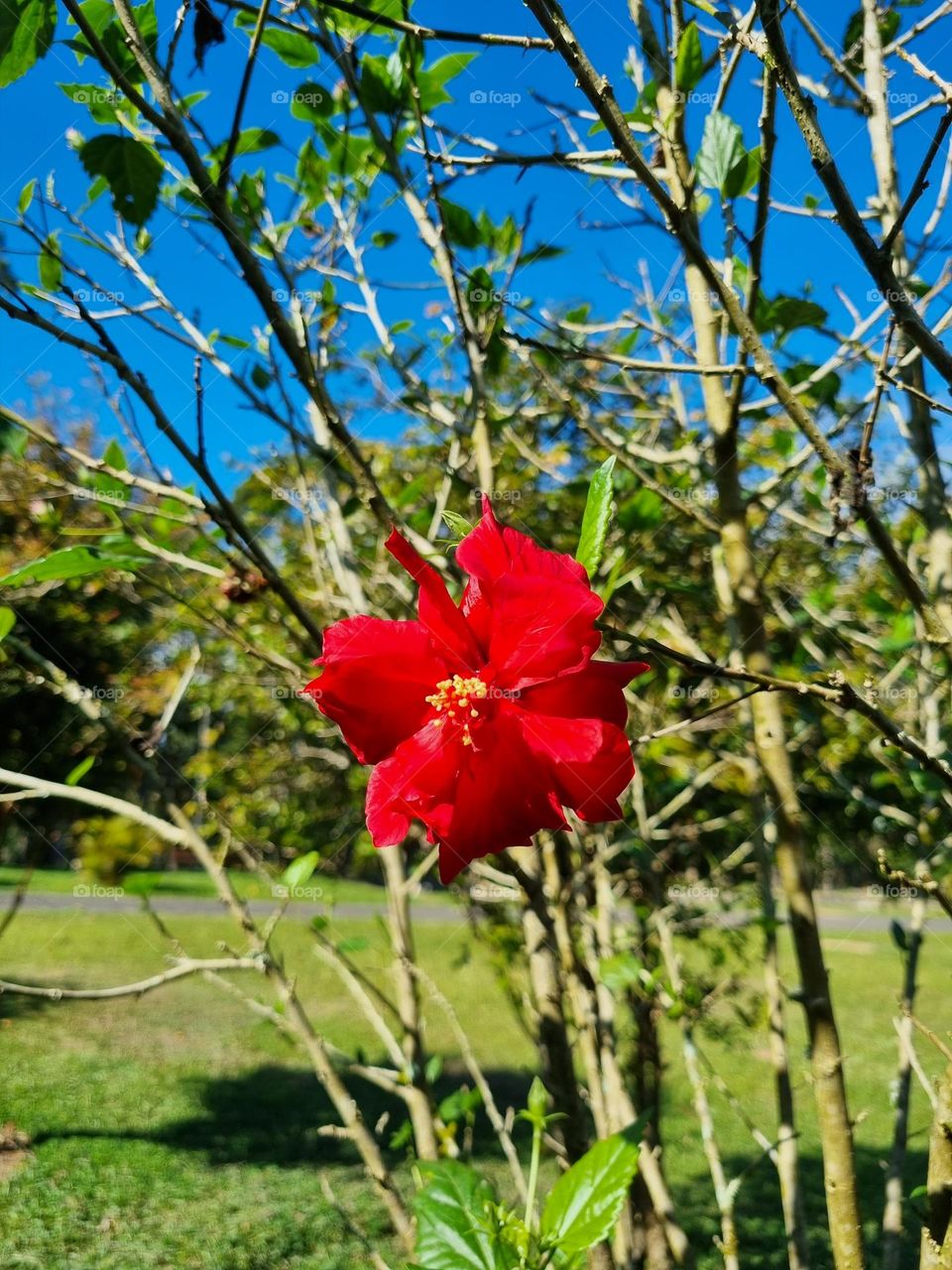 Flor vermelha