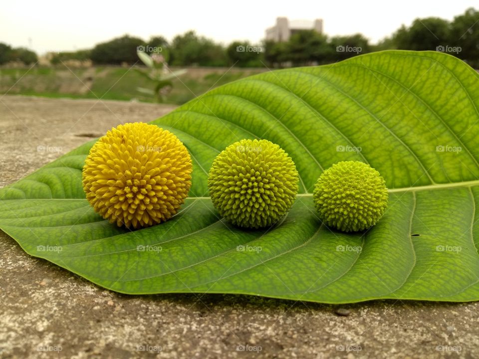 size of these flowers balls