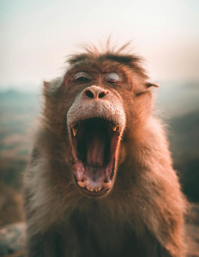 sleepy monkey