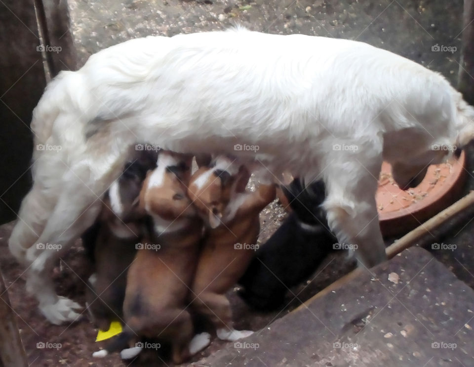 Mother and Pups