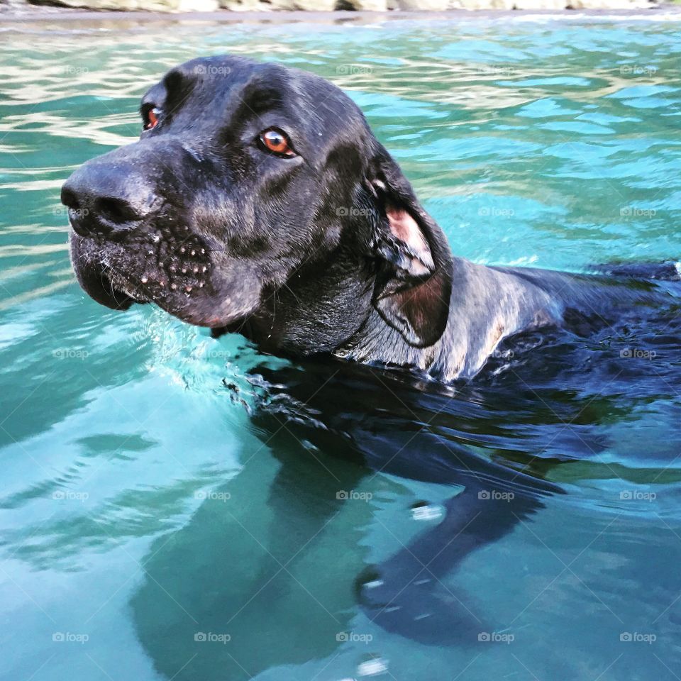 Swimming Great Dane