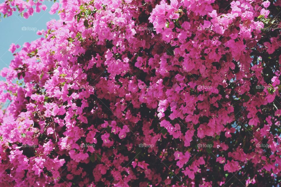 Blooming pink flowers on a tree