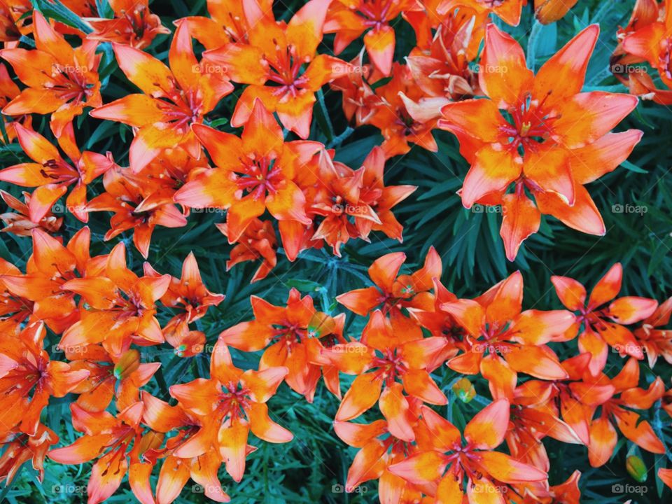 Orange flowers 