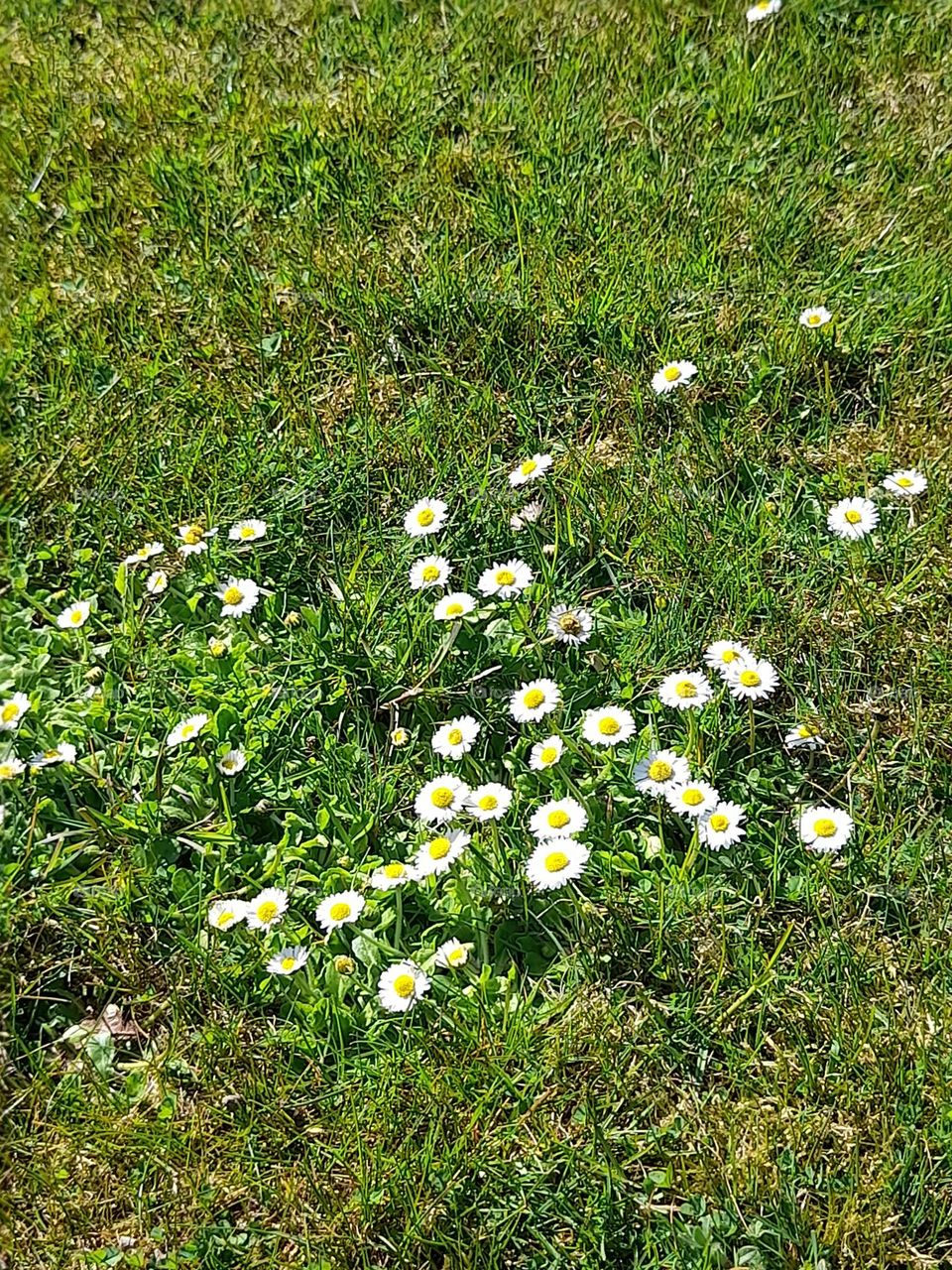 Gänseblümchenwiese