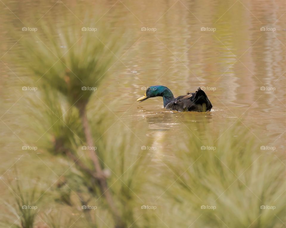 Swimming Duck in distance
